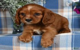Cavalier King Charles Spaniel dogs for sale: August - Image 6