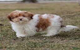 Shihpoo dogs for sale: Amy - Image 13