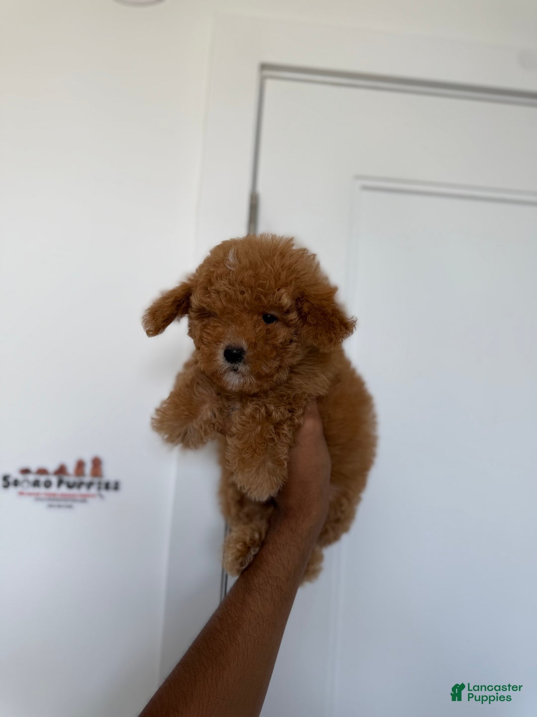 Toy Poodle dogs for sale: Bella - Image 5