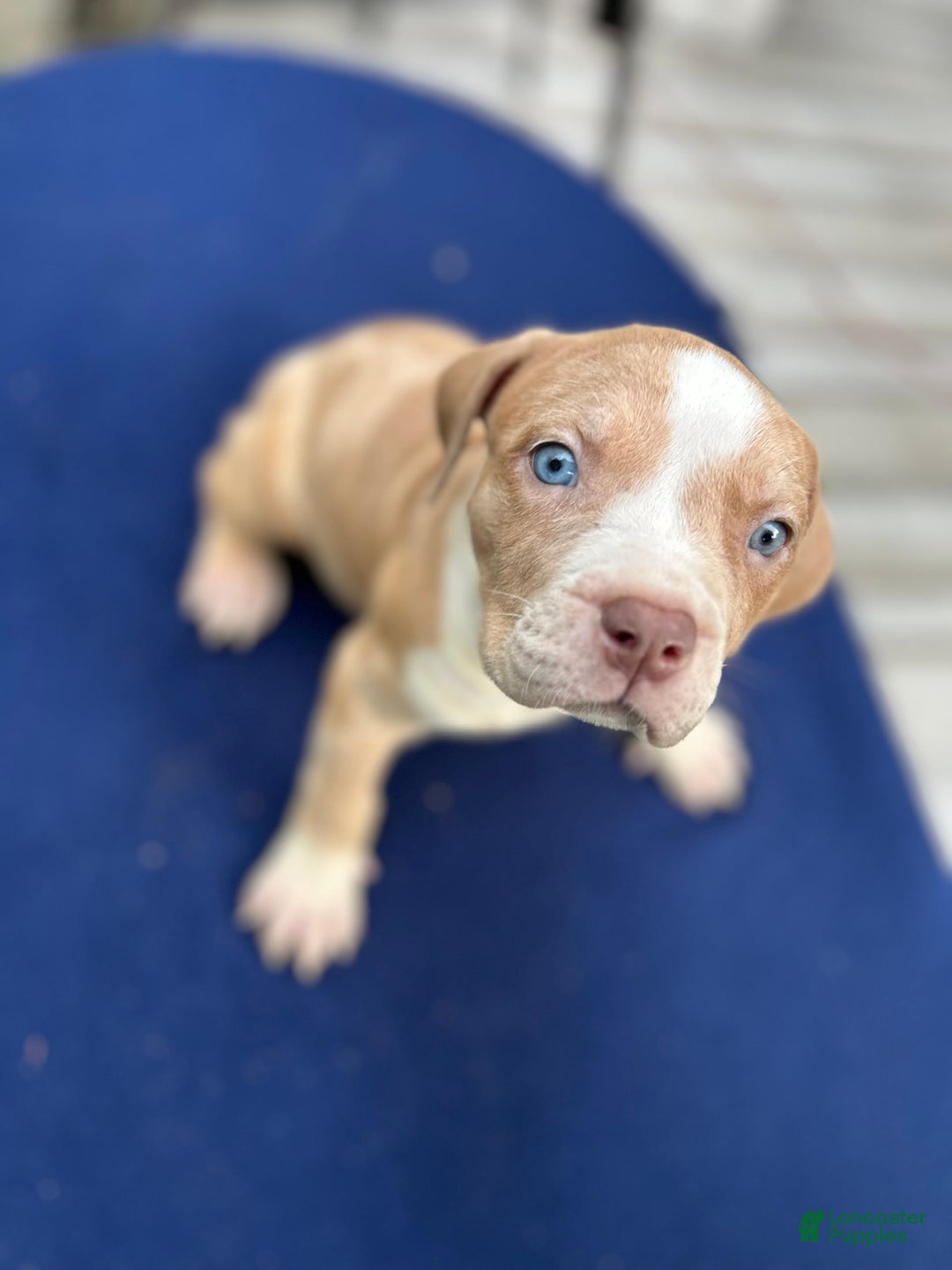 American Bully dogs for sale: Dime - Image 1