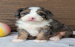 Mini Bernedoodle dogs for sale: Bluey - Image 17