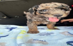 Miniature Poodle dogs for sale: Shaggy - Image 7