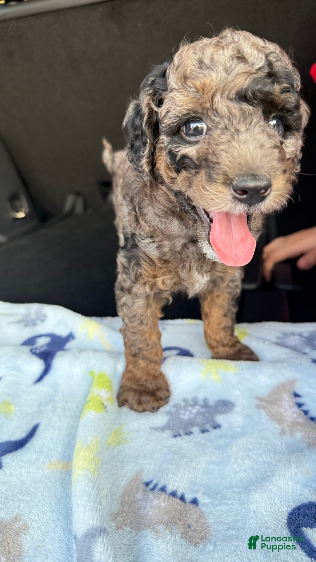 Miniature Poodle dogs for sale: Shaggy - Image 7
