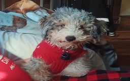 Cavapoo dogs for sale: Toffee - Image 7