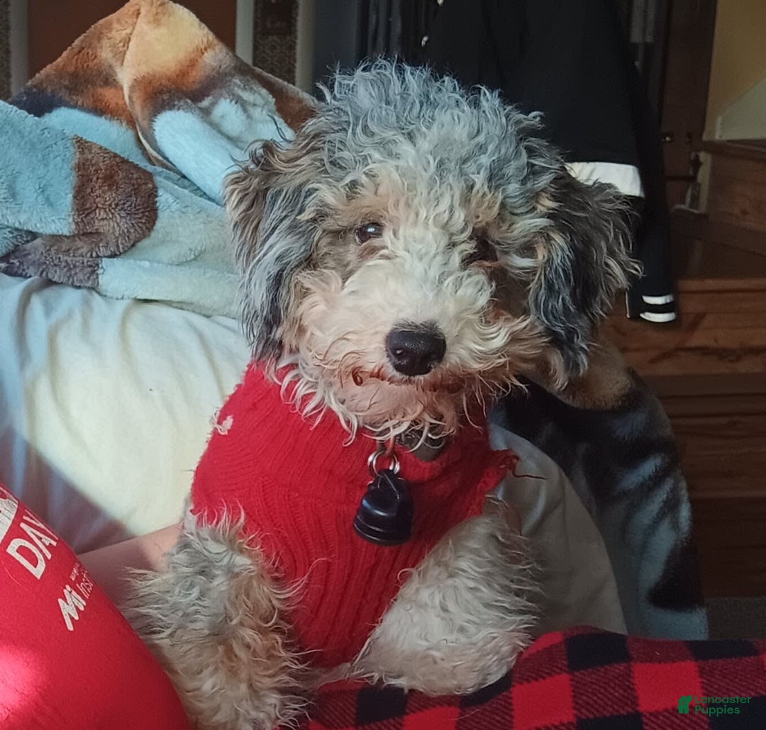 Cavapoo dogs for sale: Toffee - Image 7