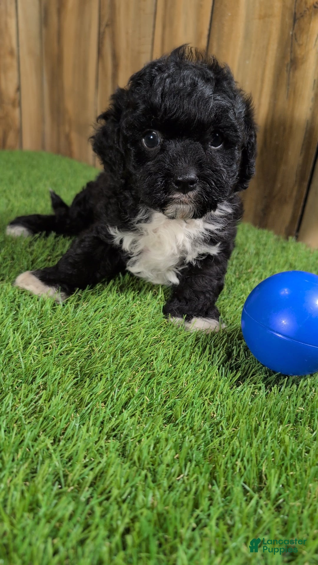 Cavapoo dogs for sale: Kaylee Boy - Image 4