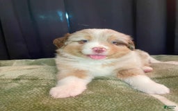 Australian Shepherd dogs for sale: Captain - Image 1