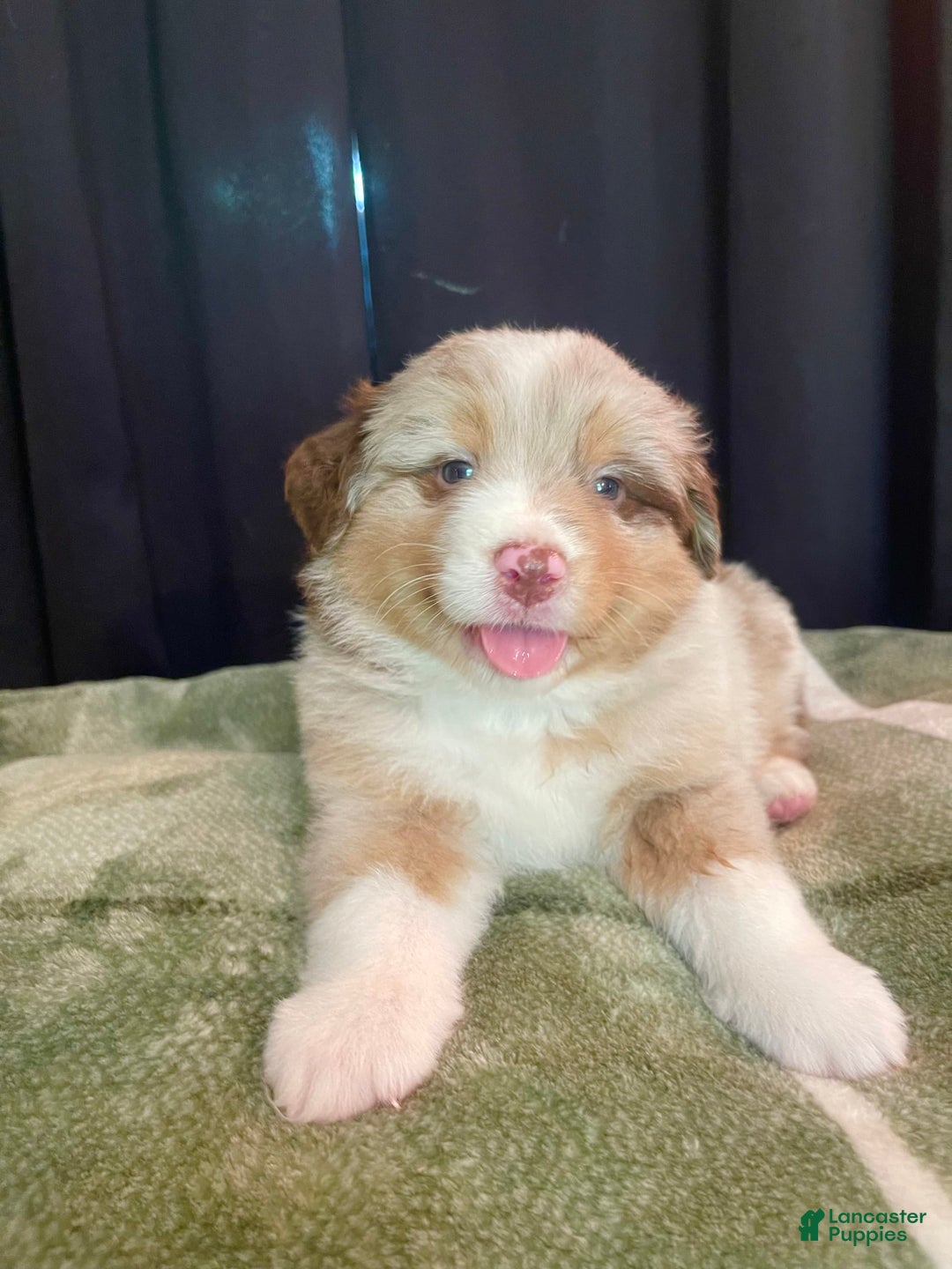 Australian Shepherd dogs for sale: Captain - Image 1