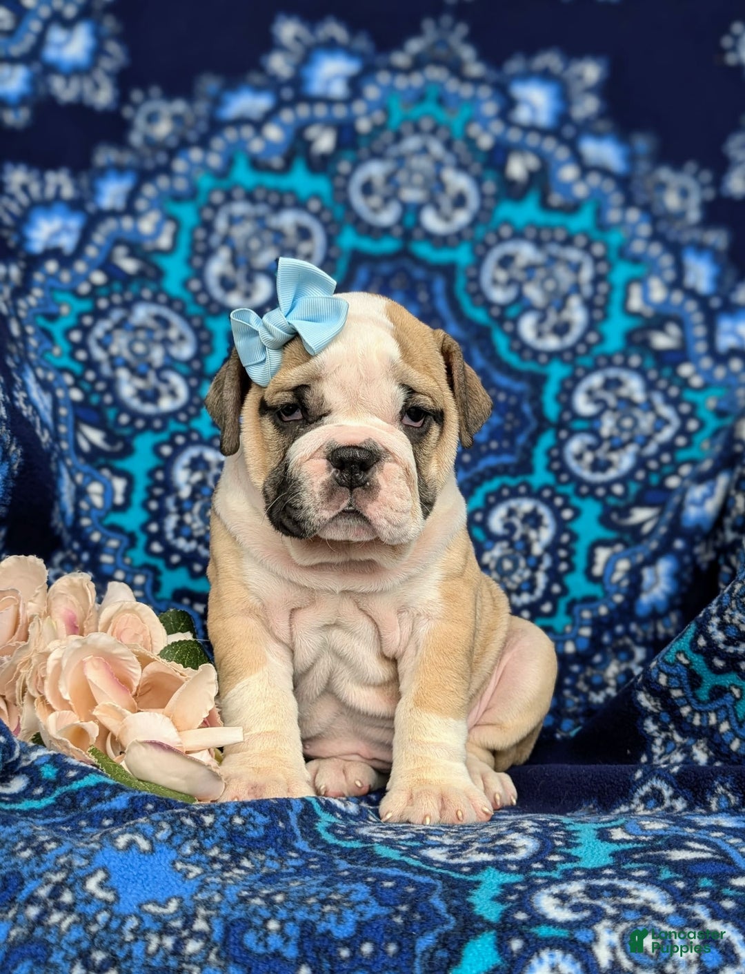 Olde English Bulldogge dogs for sale: Gillian - Image 12