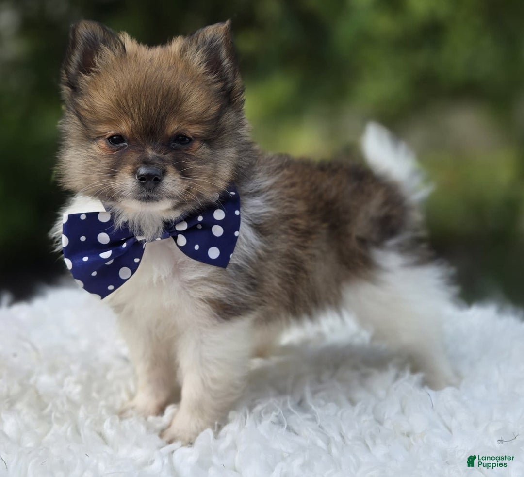 Pomeranian dogs for sale: Kate - Image 1