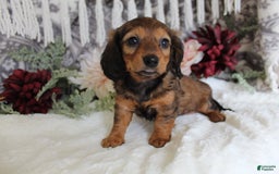 Miniature Dachshund dogs for sale: Gracie - Image 8
