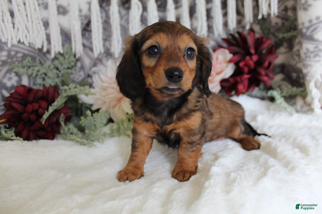 Miniature Dachshund dogs for sale: Gracie - Image 8
