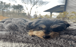 Yorkiepoo dogs for sale: Nugget - Image 10