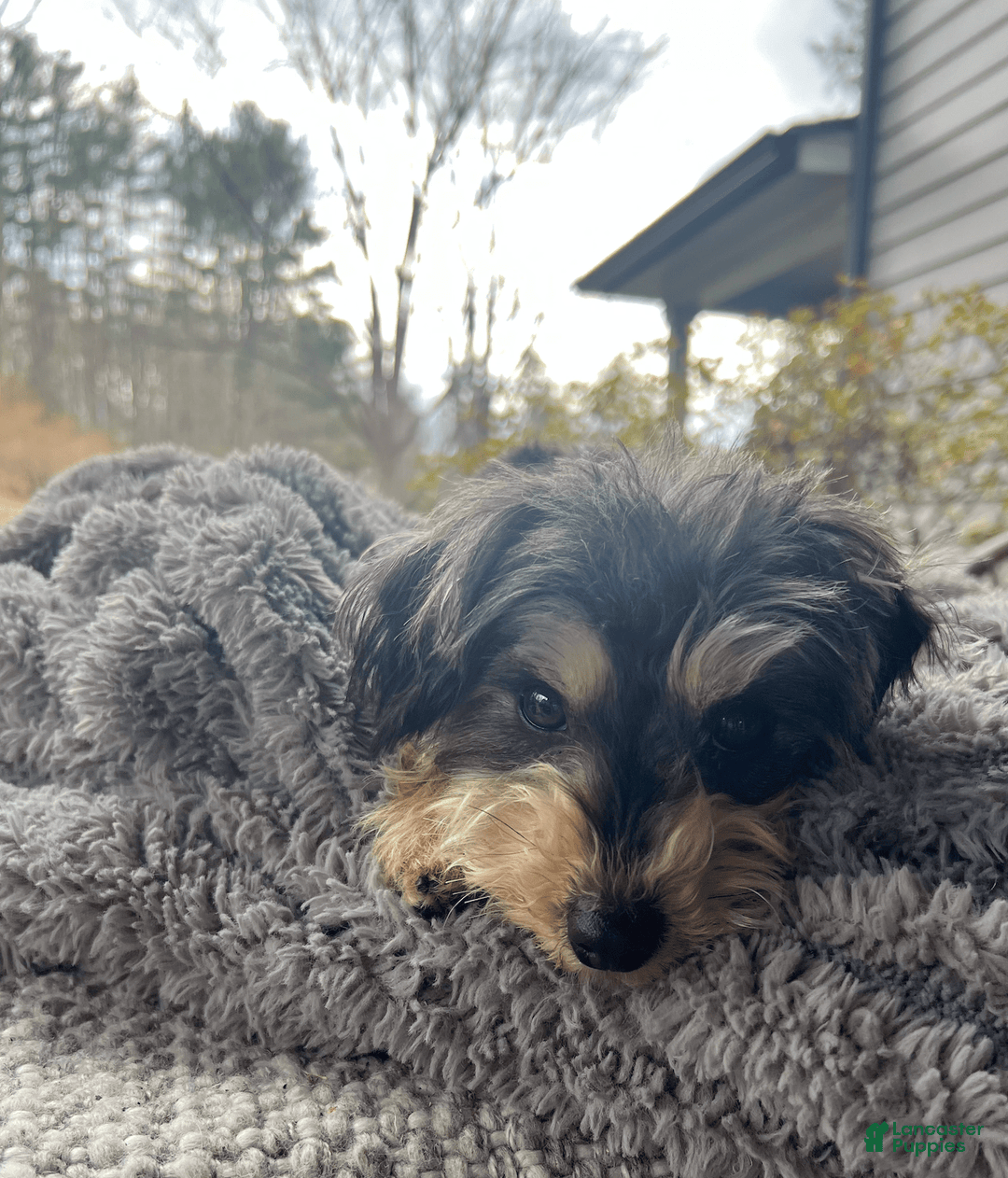 Yorkiepoo dogs for sale: Nugget - Image 10