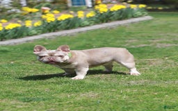 French Bulldog dogs for sale: Davis - Image 13