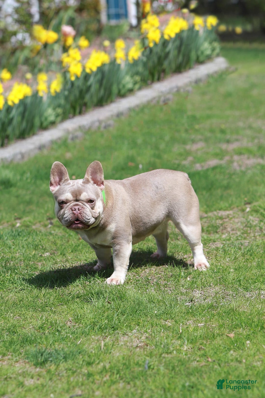 French Bulldog dogs for sale: Davis - Image 13