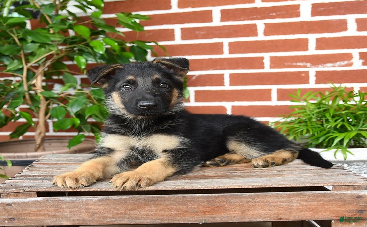German Shepherd dogs - Advert 36