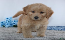 Mini Goldendoodle dogs for sale: Jordan - Image 2