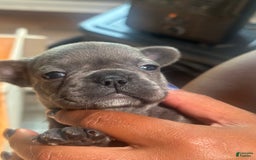 French Bulldog dogs for sale: Ginger - Image 1