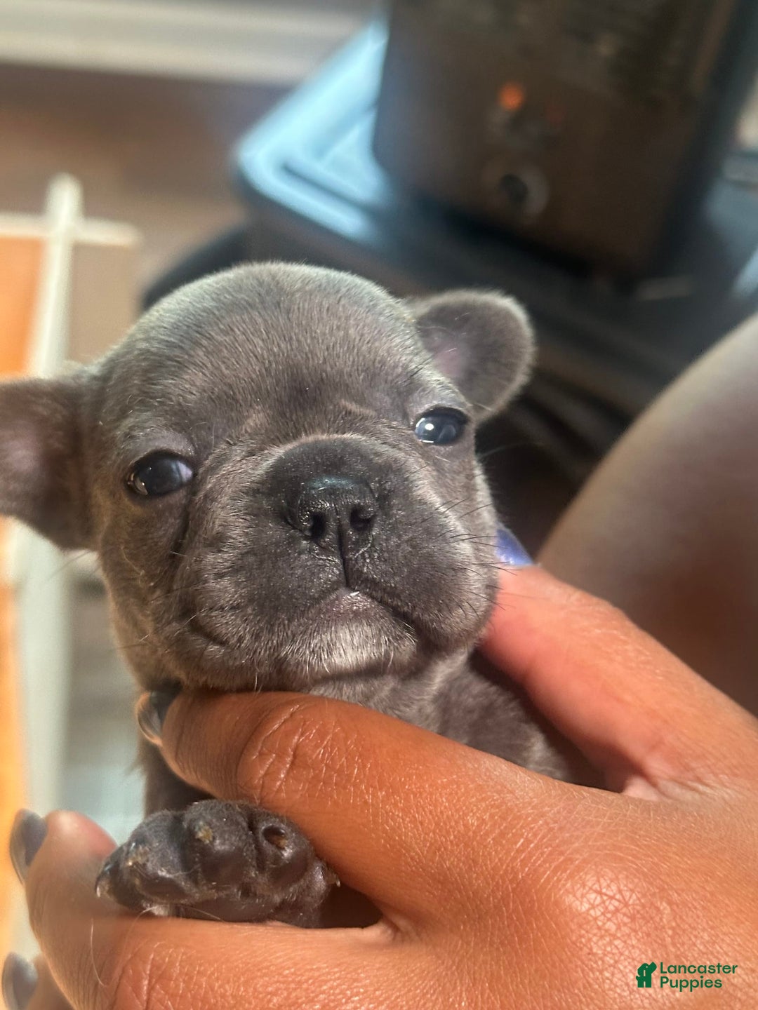 French Bulldog dogs for sale: Ginger - Image 1