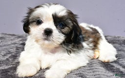 Pomeranian dogs for sale: Sweetie - Image 1