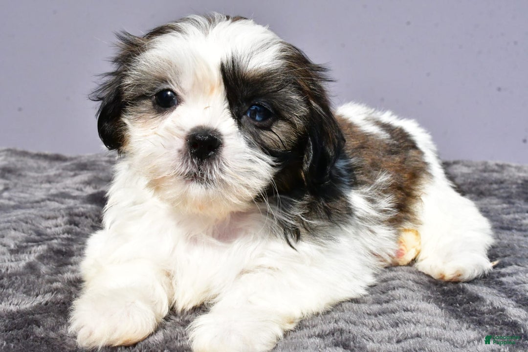 Pomeranian dogs for sale: Sweetie - Image 1
