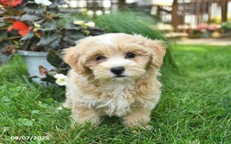 Maltipoo dogs for sale: Faith - Image 4