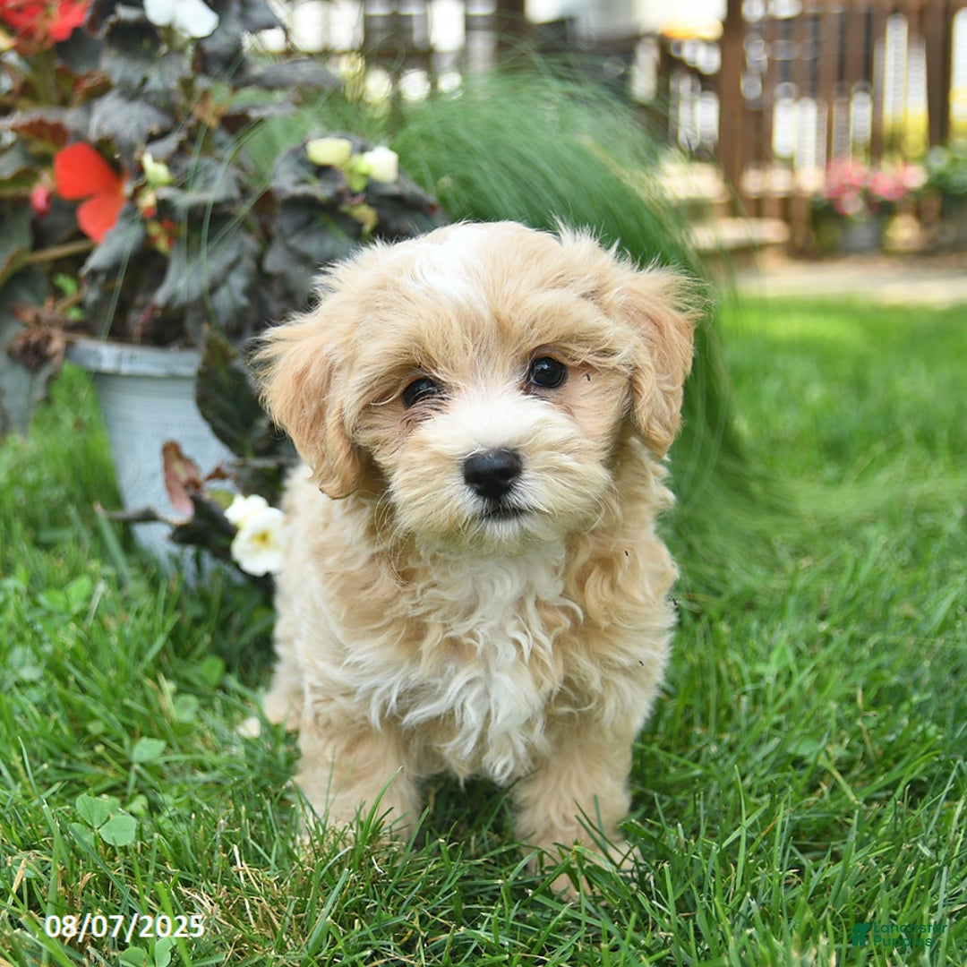 Maltipoo dogs for sale: Faith - Image 4
