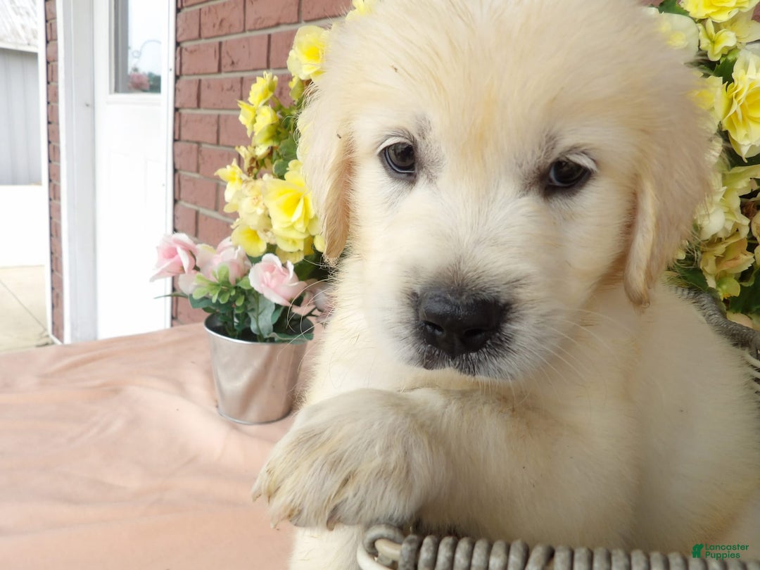 Golden Retriever dogs for sale: Sally - Image 2
