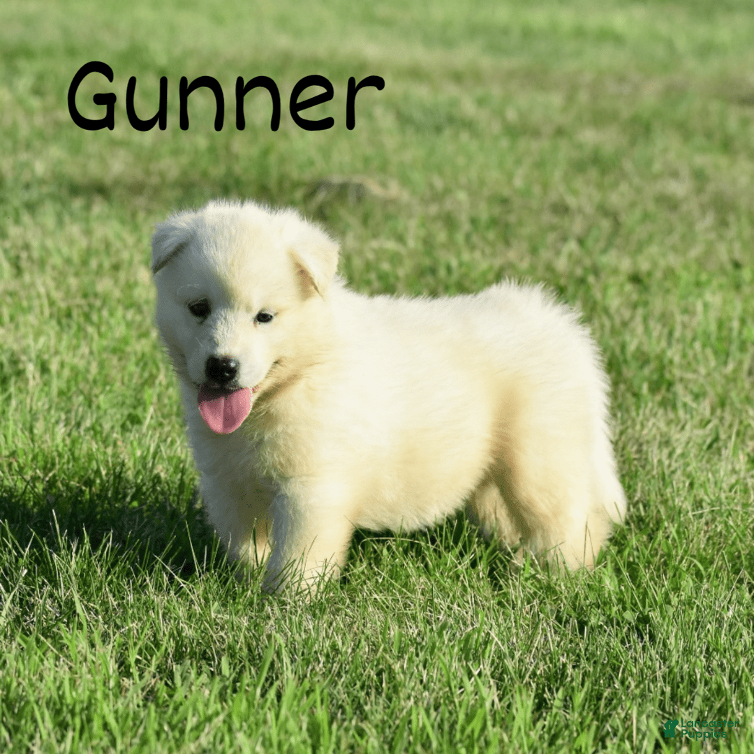 Alaskan Malamute dogs for sale: Bronco - Image 1