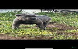 Cane Corso dogs for sale: Grey Male - Listing for pets: Female Black Brindle, Grey Male - Image 2