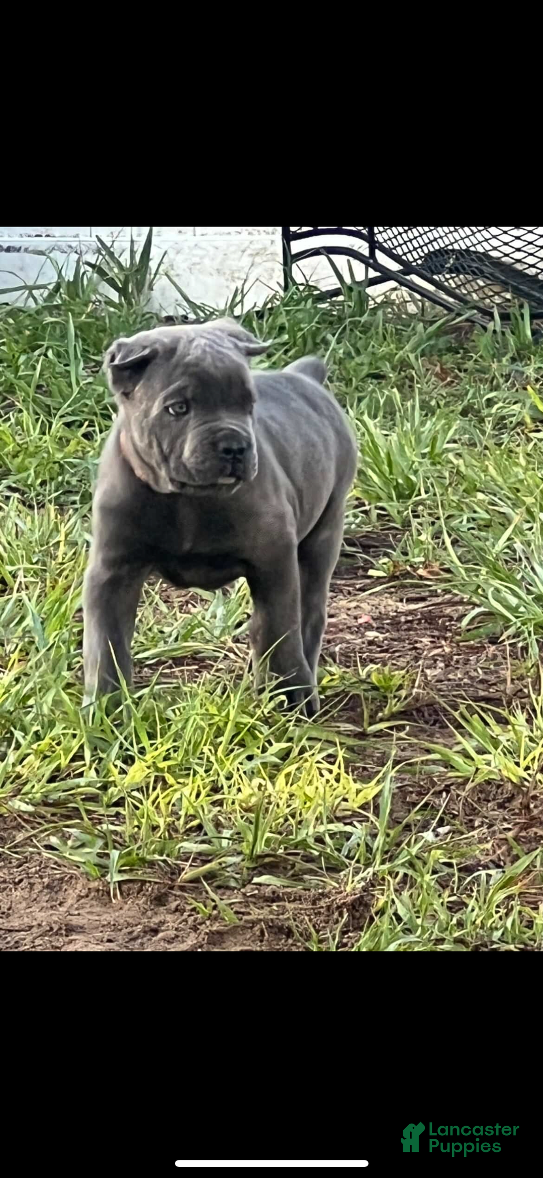 Cane Corso dogs for sale: Grey Male - Listing for pets: Female Black Brindle, Grey Male - Image 2