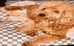 Miniature Poodle dogs for sale: Star - Image 7