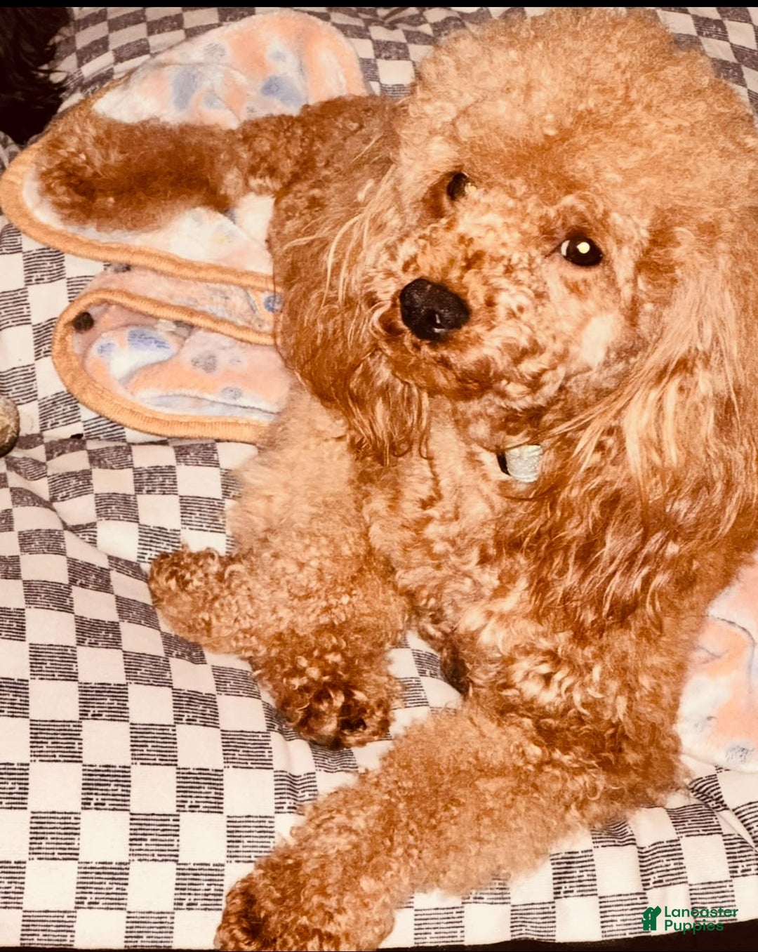 Miniature Poodle dogs for sale: Star - Image 7