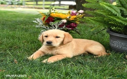 Goldador dogs for sale: Sophie - Image 5