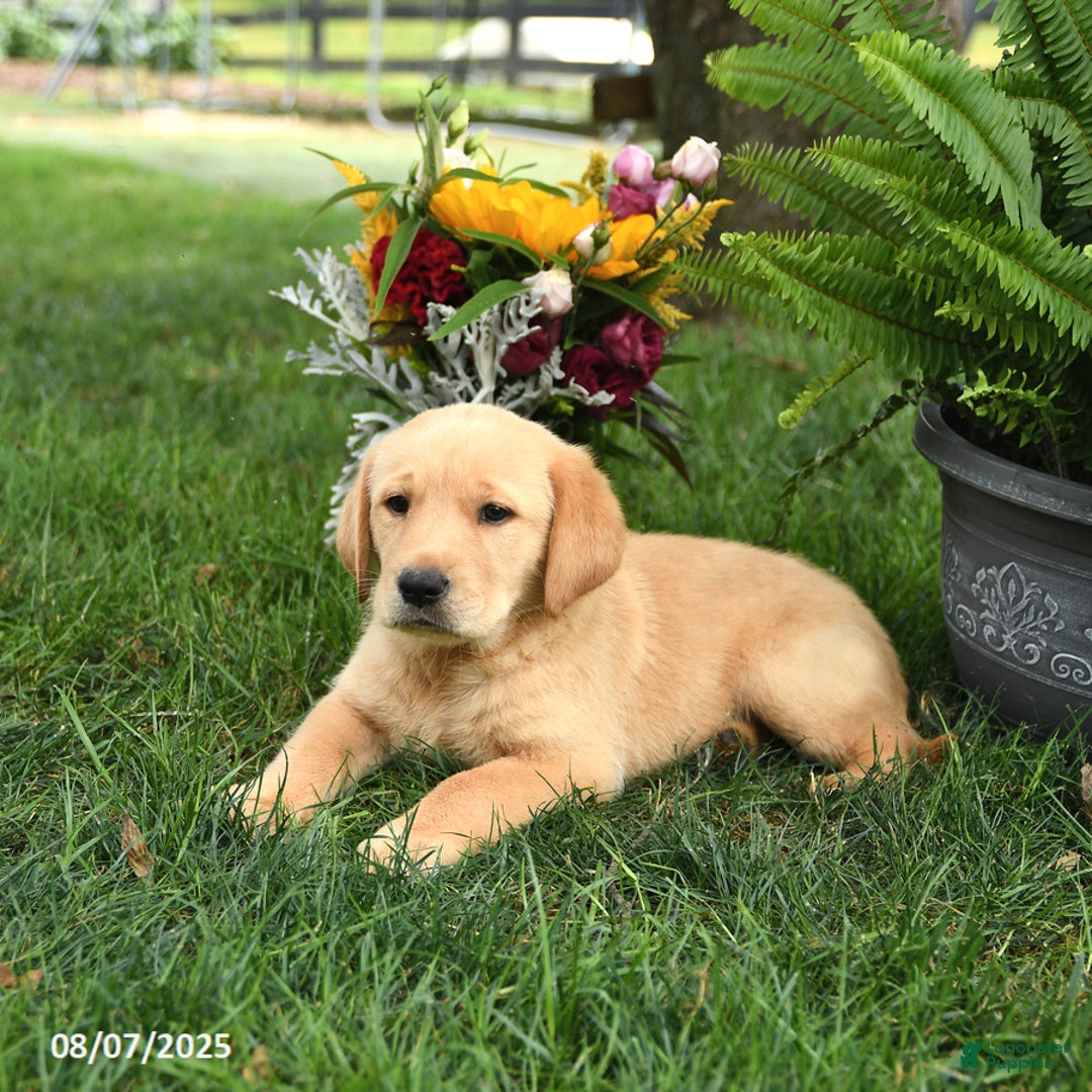 Goldador dogs for sale: Sophie - Image 5