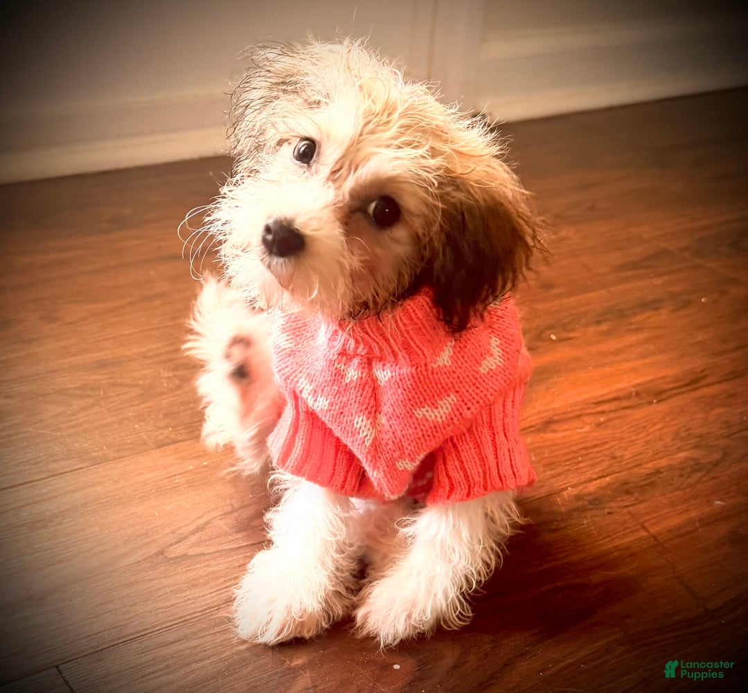Havanese dogs for sale: Fefe Chanel - Image 5