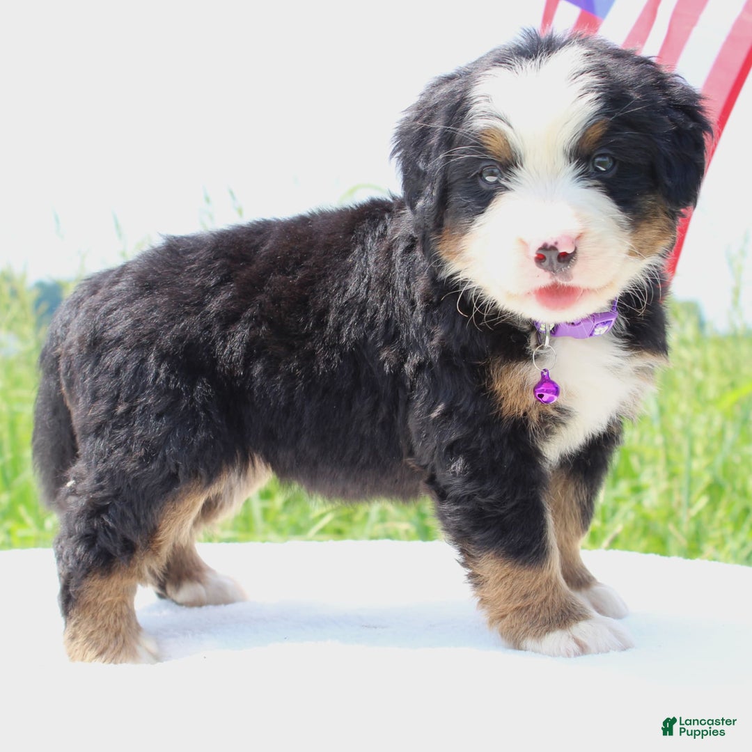 Bernese Mountain Dog dogs for sale: Wenka - Image 1