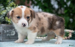 Welsh Corgi Pembroke dogs for sale: Brier - Image 2