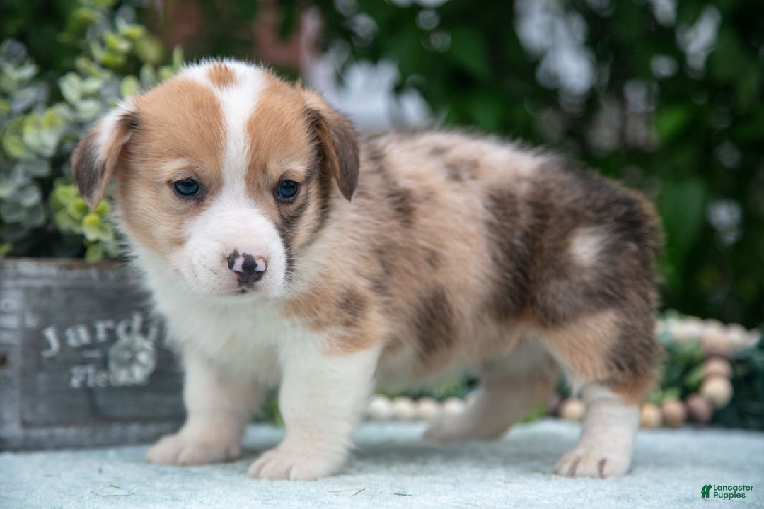 Welsh Corgi Pembroke dogs for sale: Brier - Image 2