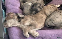 Great Dane dogs for sale: Rusty - Image 9