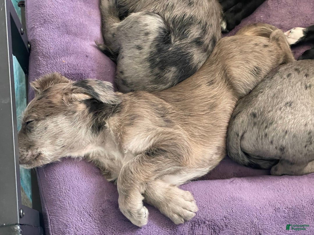 Great Dane dogs for sale: Rusty - Image 9
