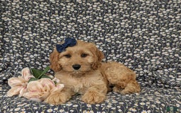 Cockapoo dogs for sale: Dorian - Image 2