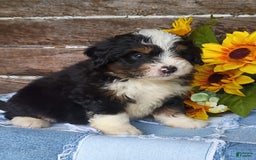 Mini Bernedoodle dogs for sale: Pepsi - Image 8