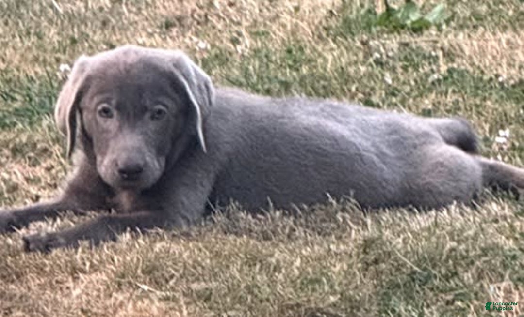 Labrador Retriever dogs for sale: Suger - Image 7