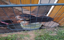 Rottweiler dogs for sale: Rottweiler 8 puppies - Image 3