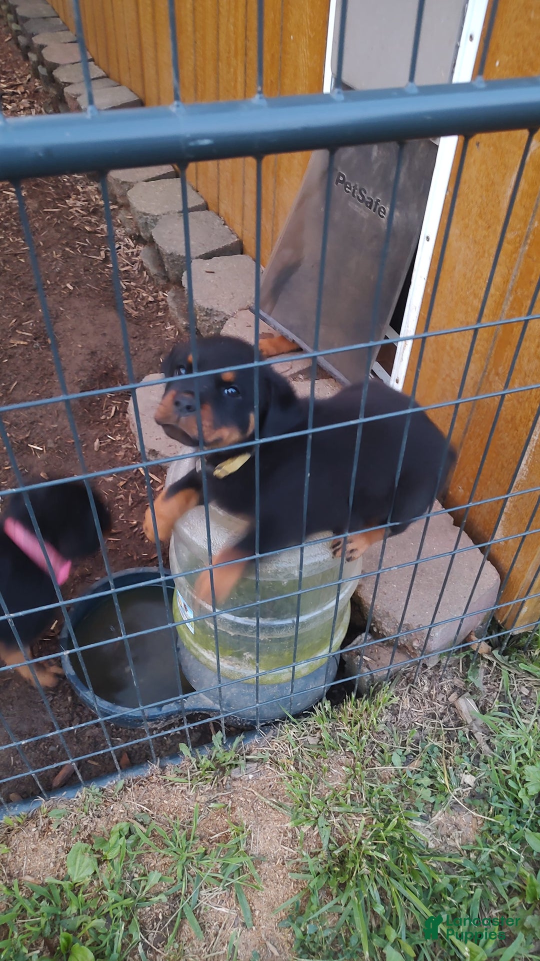 Rottweiler dogs for sale: Rottweiler 8 puppies - Image 3