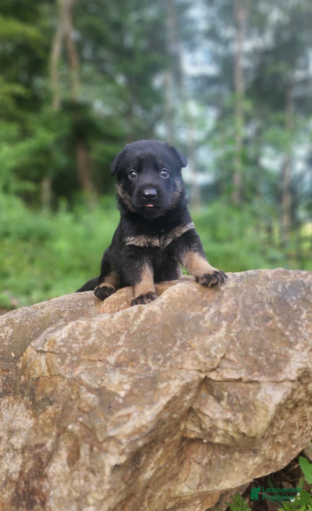 German Shepherd dogs for sale: Kat - Image 2