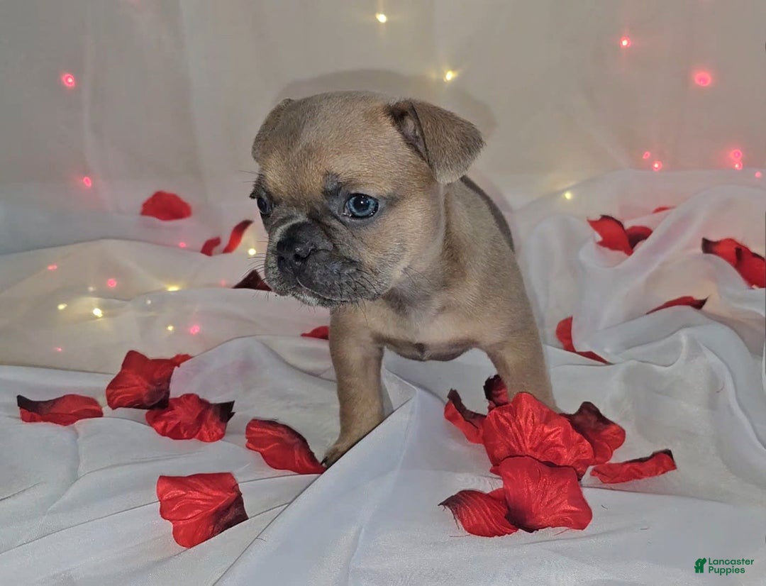 French Bulldog dogs for sale: French Bulldog 5 puppies - Image 4