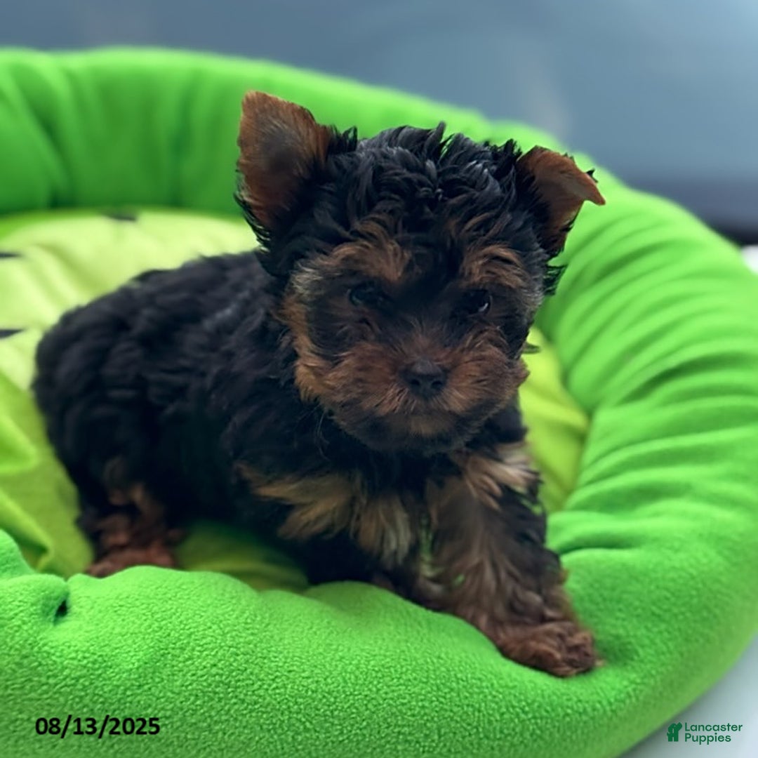 Yorkshire Terrier dogs for sale: Chanel - Image 1